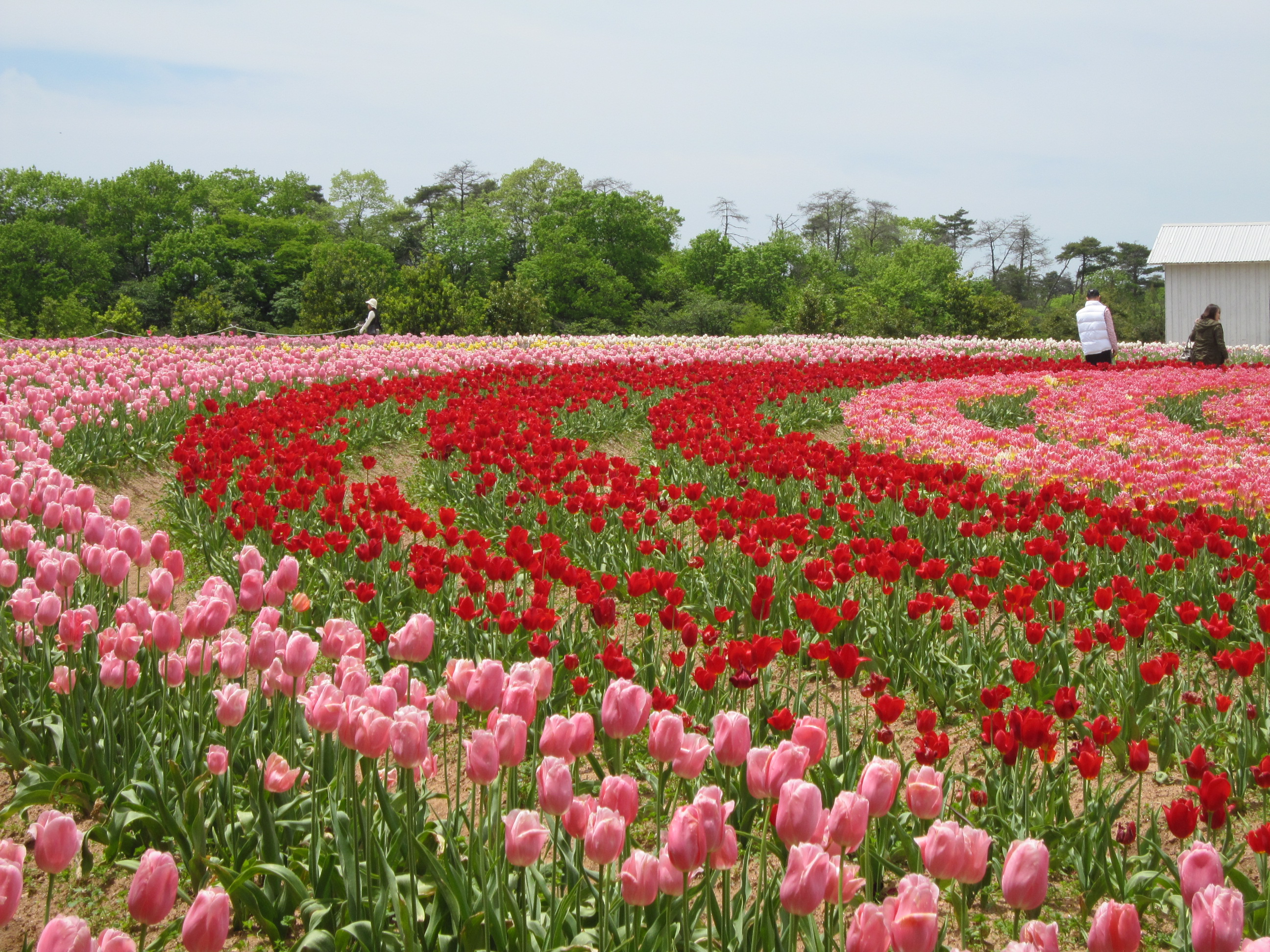 広島 花いっぱいの世羅高原 花とスイーツと蕎麦 世羅 広島県 の旅行記 ブログ By まりりんさん フォートラベル 広島 花いっぱいの世羅高原 花とスイーツと蕎麦 世羅 広島県 の旅行記 ブログ By まりりんさん フォートラベル