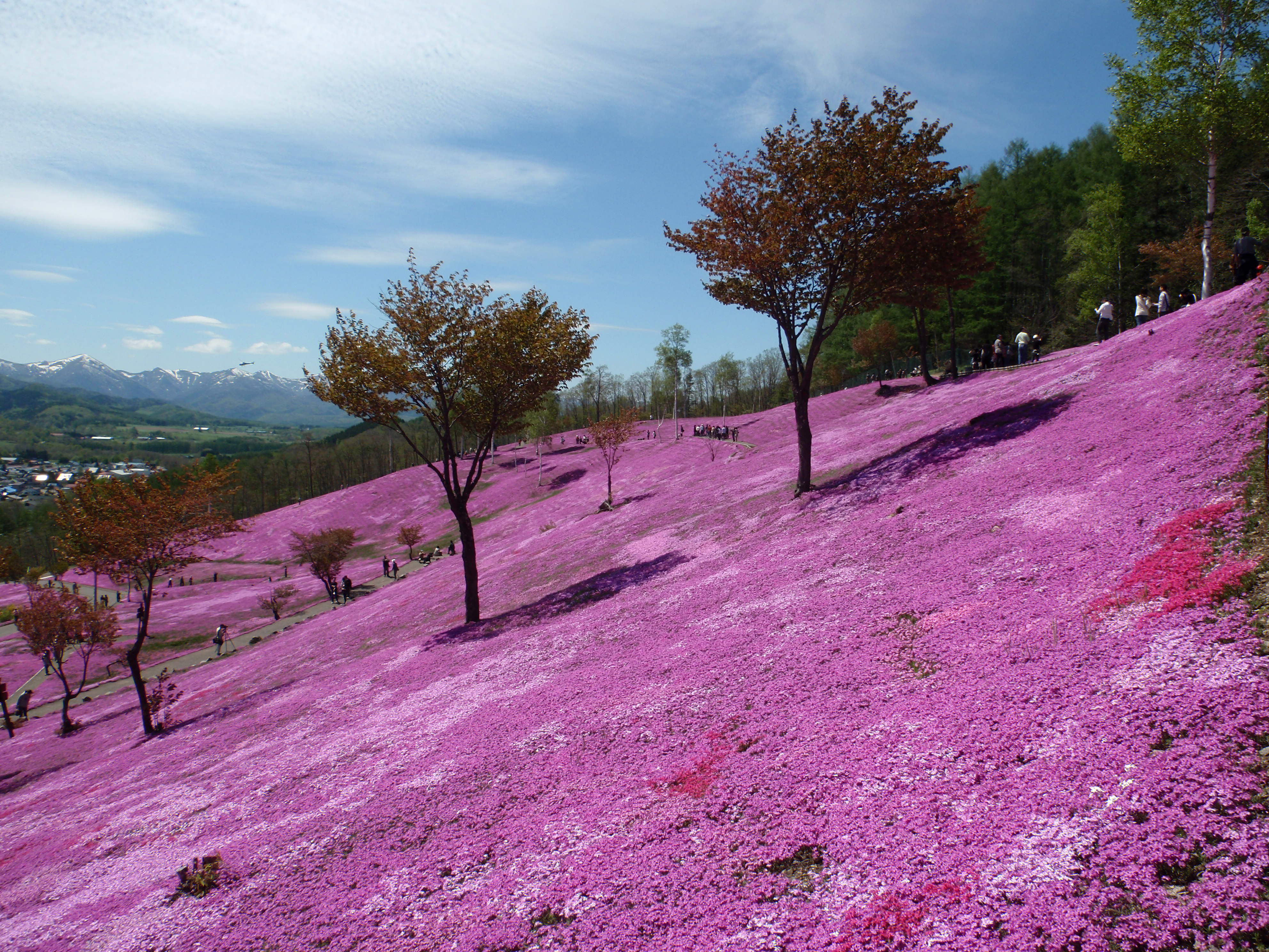 オホーツク花の旅 芝桜とチューリップ ばんえい競馬 北海道の旅行記 ブログ By きまっち １ゴウさん フォートラベル