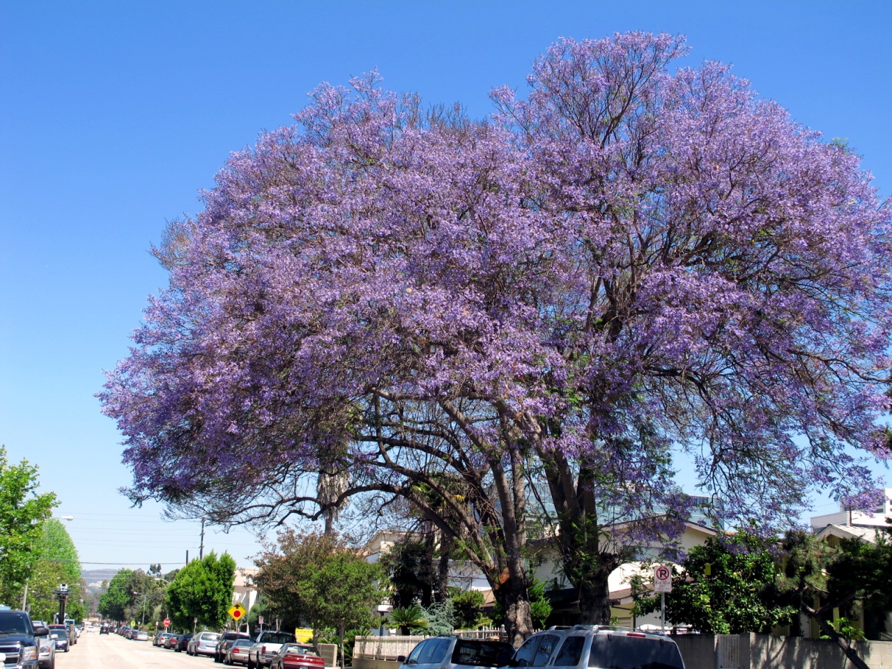 初夏を告げる美しい花木 ジャカランダ ロサンゼルス アメリカ の旅行記 ブログ By Kaji16さん フォートラベル
