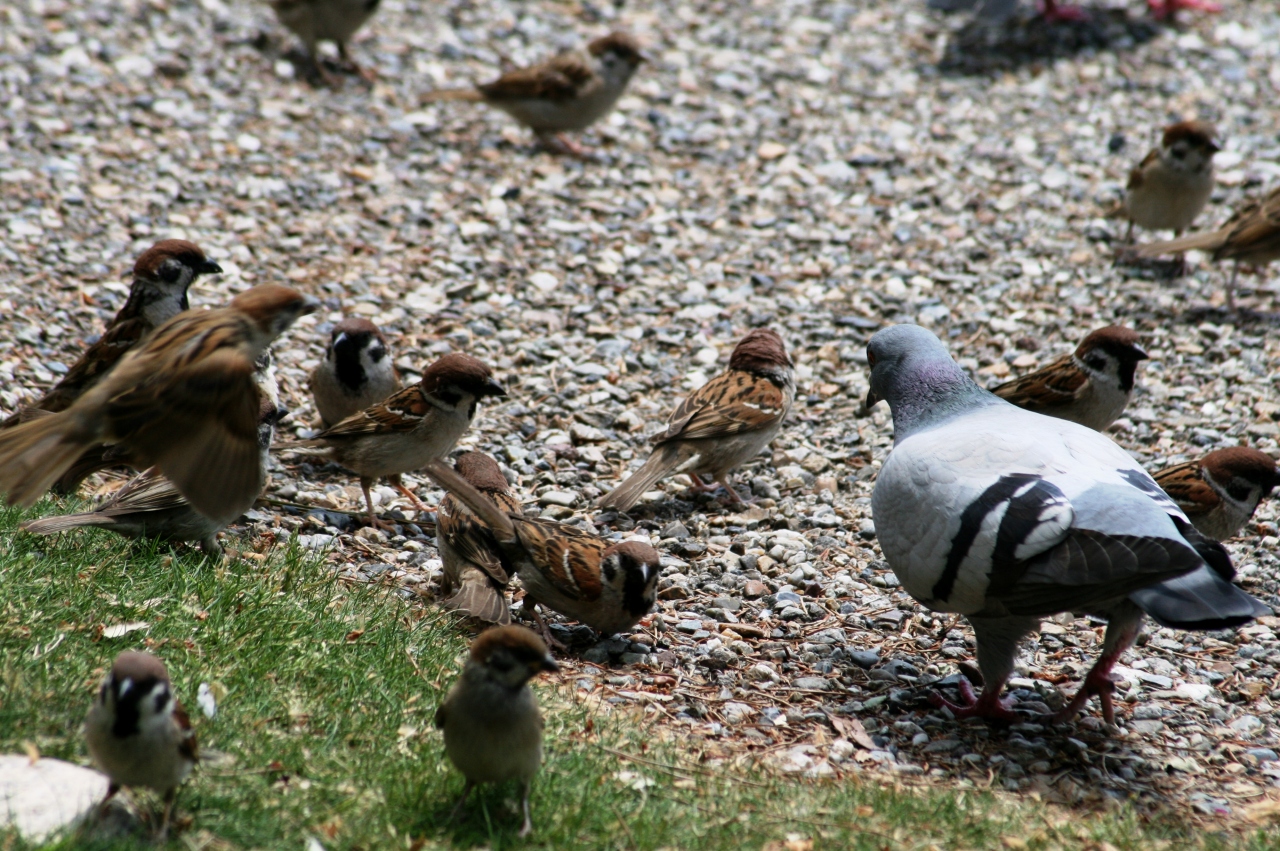 10晩春 鶴舞公園 9 完 雀と鳩 5月30日 9 雀と鳩との餌取り合戦 ムクドリ ナデシコ サルビア ヒマラヤ杉 鶴舞 堀田 愛知県 の旅行記 ブログ By 旅人のくまさんさん フォートラベル 10晩春 鶴舞公園 9 完 雀と鳩 5月30日 9 雀と鳩との餌取り合戦 ムクドリ ナデシコ サルビア ヒマラヤ杉 鶴舞 堀田 愛知県 の旅行記 ブログ By 旅人のくまさんさん フォートラベル