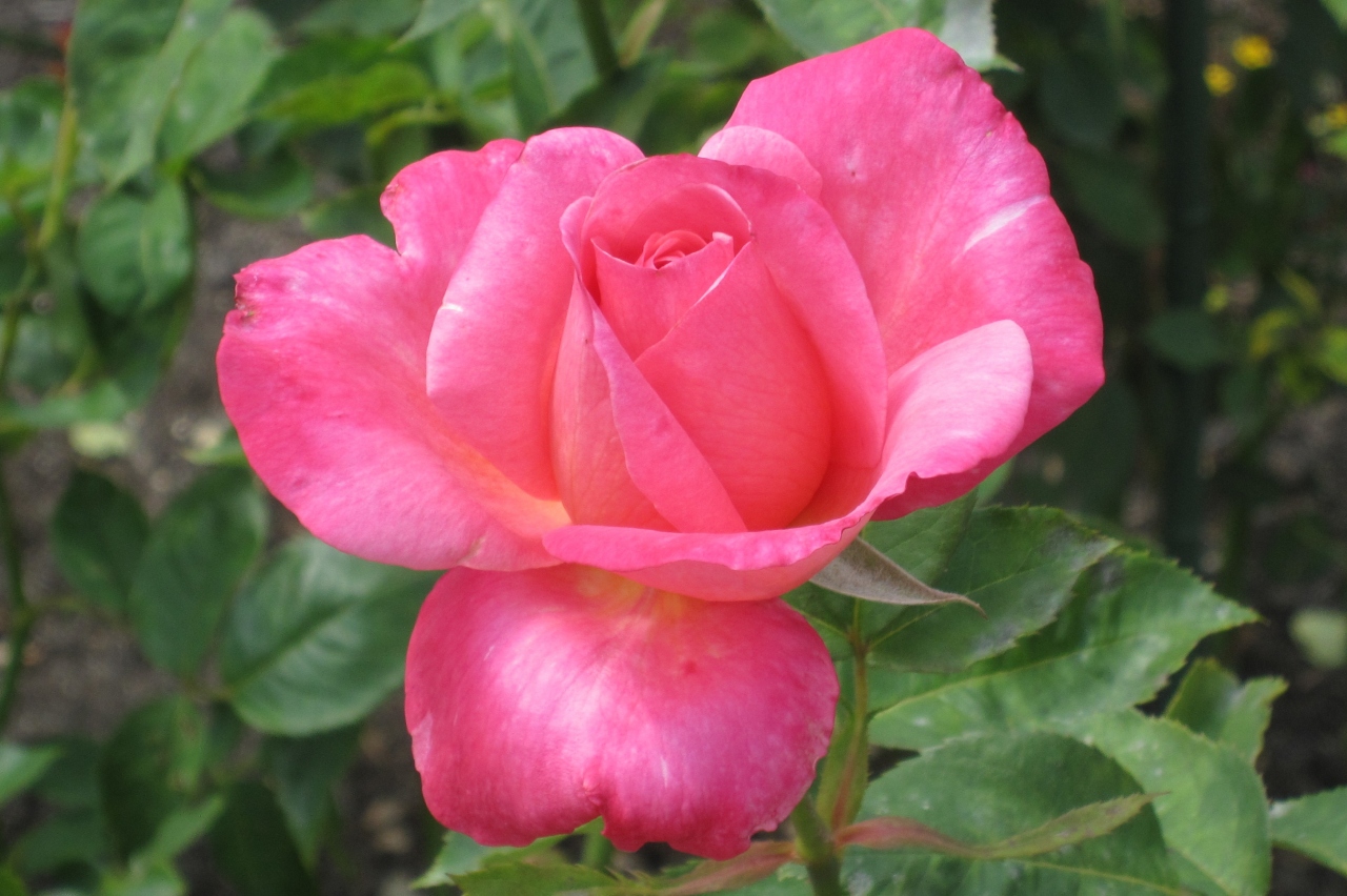 10晩春 鶴舞公園 2 薔薇 2 5月30日 2 希望 高貴 聖火 プリンセス ミチコ 鶴舞 堀田 愛知県 の旅行記 ブログ By 旅人のくまさんさん フォートラベル