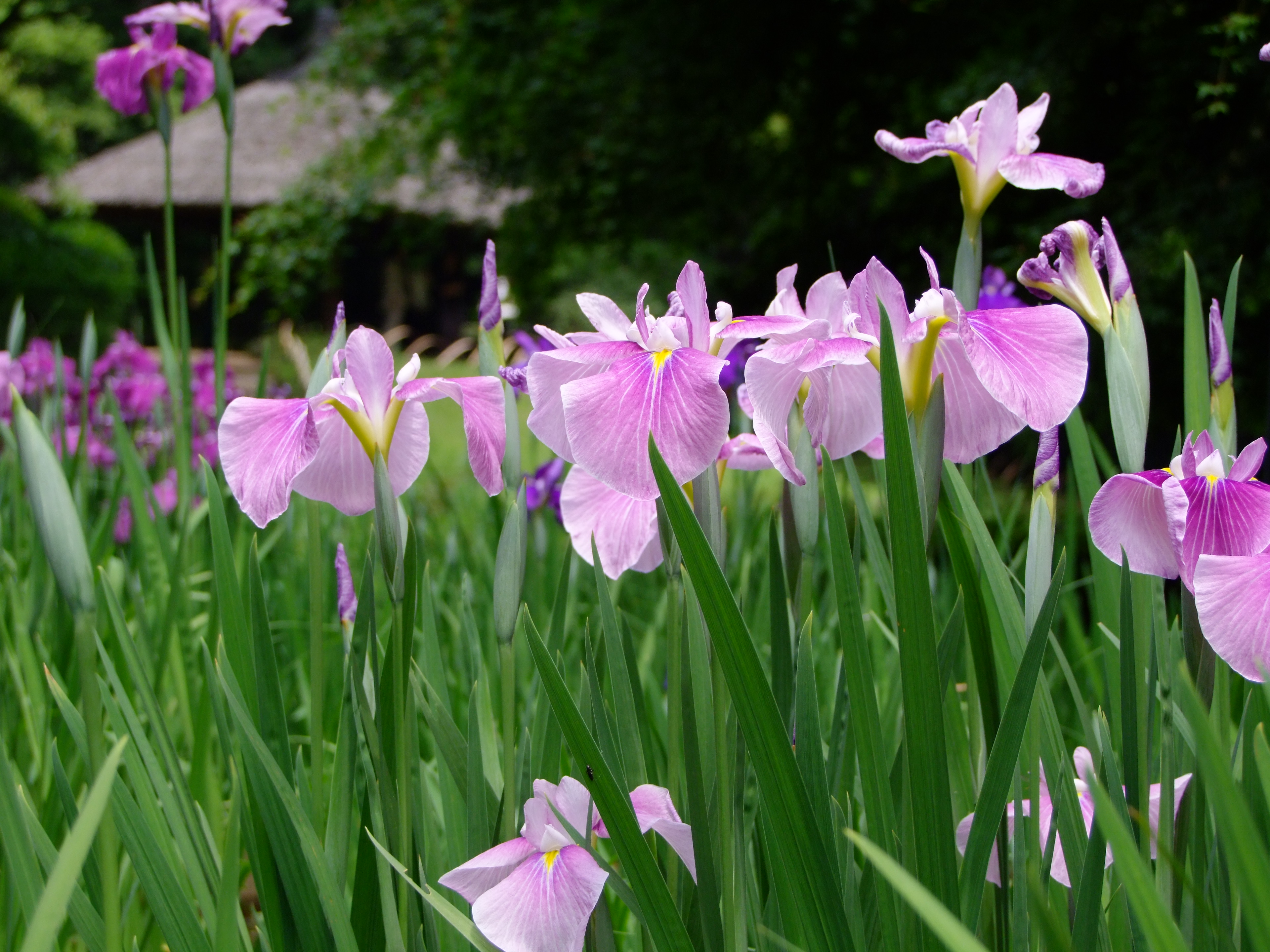 『少し早かった花菖蒲（明治神宮御苑花菖蒲園22年6月7日）』原宿(東京)の旅行記・ブログ by sikizakuraさん【フォートラベル】