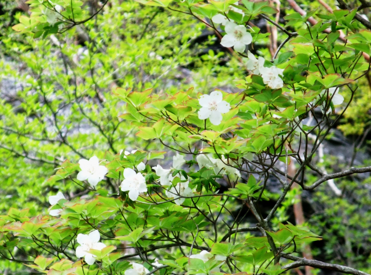 シロヤシオツツジを尋ねて新日本百名山の稲叢山に登る 高知県の旅行記 ブログ By ナオさん フォートラベル