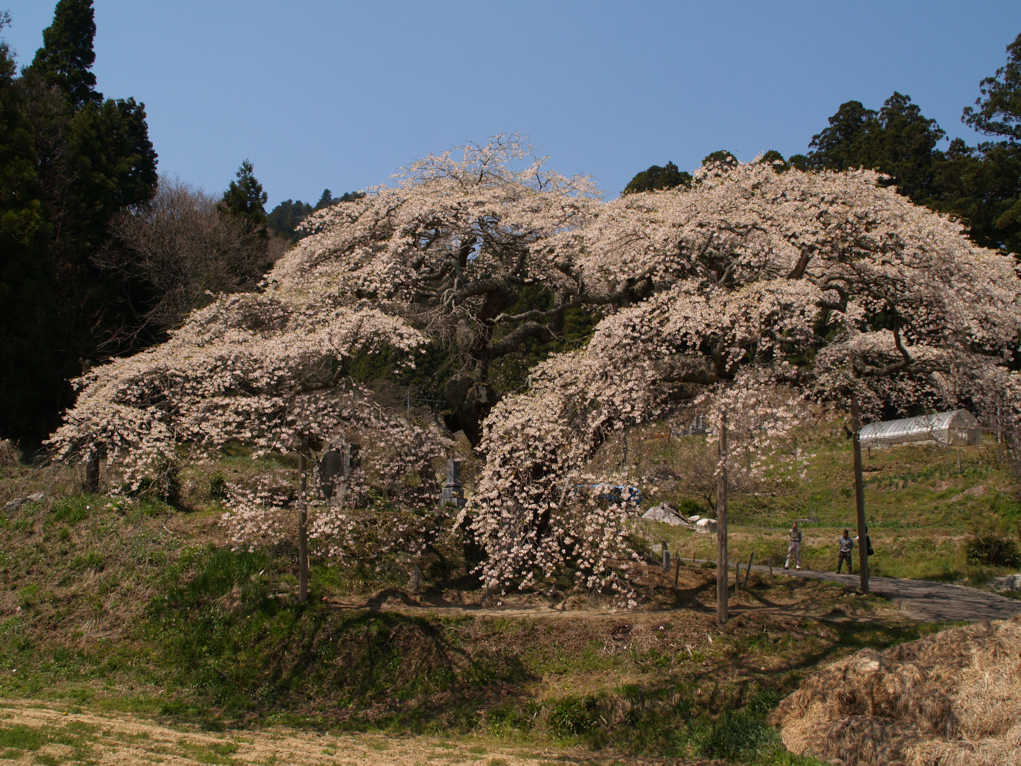 福島県小野町の桜 福島県の旅行記 ブログ By ドクターキムルさん フォートラベル