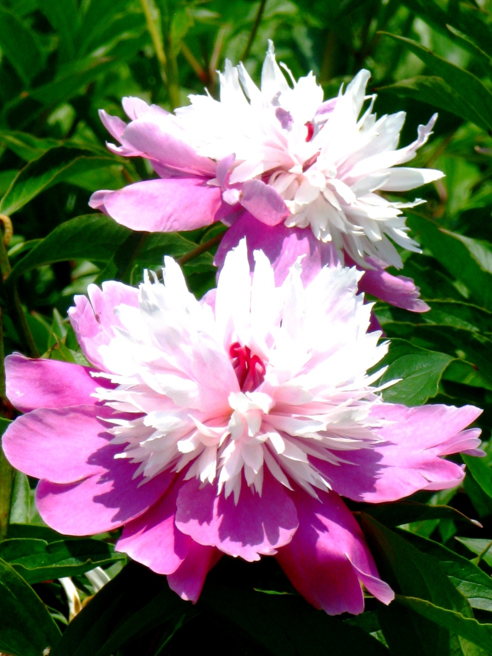 清水公園 3 花ファンタジア 6月の花畑 芍薬 矢車草 紫陽花など 野田 関宿 千葉県 の旅行記 ブログ By マキタン2さん フォートラベル 清水公園 3 花ファンタジア 6月の花畑 芍薬 矢車草 紫陽花など 野田 関宿 千葉県 の旅行記 ブログ By マキタン2さん フォートラベル