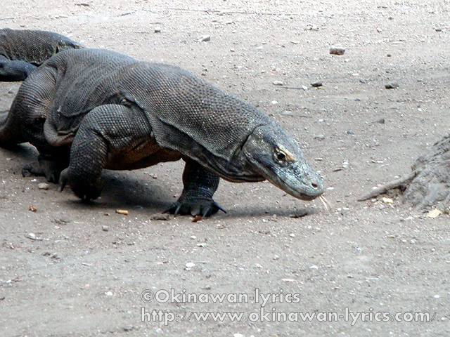 インドネシア周遊 その４ コモド島周辺 Kanawa島 Sebayur島 Bidadari島 Rinca島 Kelor島 Komodo島 Manta Alley Pungu島 Sabolo島 ヌサ トゥンガラ諸島 インドネシア の旅行記 ブログ By Okinawan Lyricsさん フォートラベル
