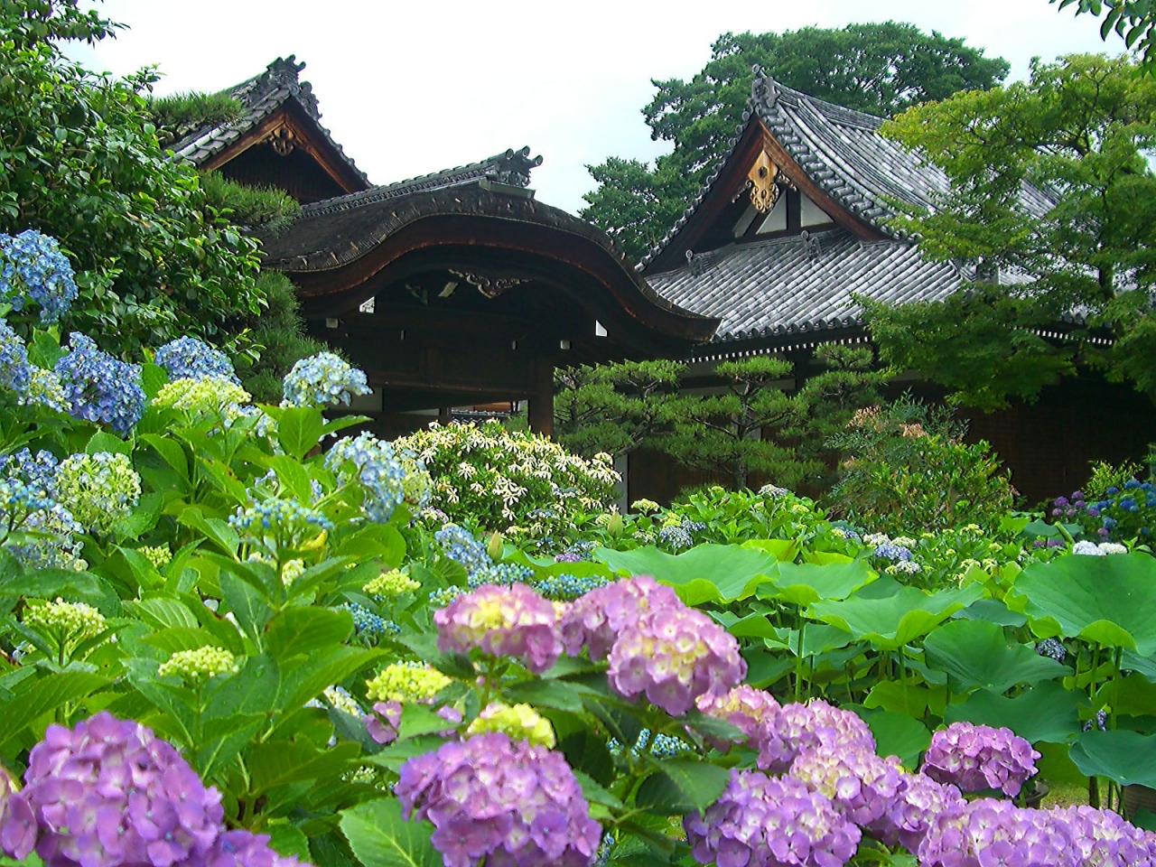 初夏の京都 関西花の寺13番霊場 花園 紫陽花の 五位山 法金剛院 国特別名勝指定 嵐山 嵯峨野 太秦 桂 京都 の旅行記 ブログ By Comevaさん フォートラベル 初夏の京都 関西花の寺13番霊場 花園 紫陽花の 五位山 法金剛院 国特別名勝指定 嵐山 嵯峨野 太秦 桂 京都 の旅行記 ブログ By Comevaさん フォートラベル