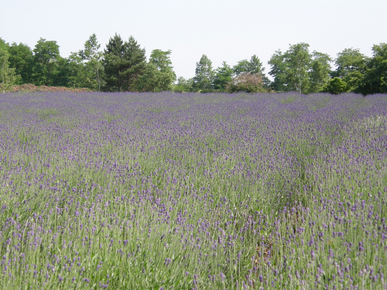 10年6月北海道 その3 富良野 北海道の旅行記 ブログ By ヤッシーさん フォートラベル