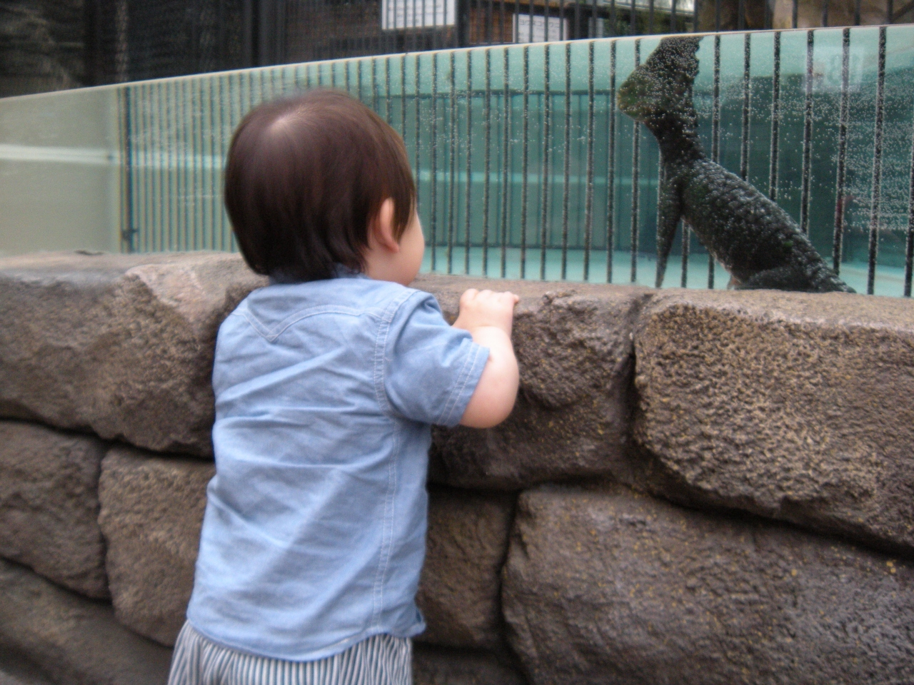 かーくん 01歳02ヶ月 雨の伊豆 バナナワニ園 シャボテン公園 熱川温泉 北川温泉 静岡県 の旅行記 ブログ By ぴょん太さん フォートラベル