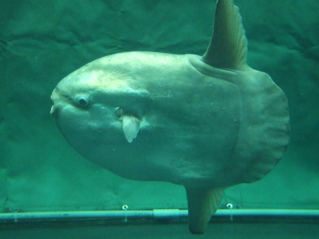 不定期開催3人会は水族館と餃子 東京 池袋サンシャインシティ 池袋 東京 の旅行記 ブログ By アスティさん フォートラベル