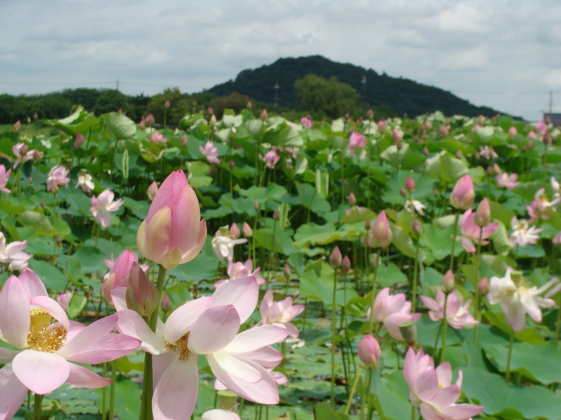 藤原京跡に蓮池が 橿原 奈良県 の旅行記 ブログ By Canadianさん フォートラベル 藤原京跡に蓮池が 橿原 奈良県 の旅行記 ブログ By Canadianさん フォートラベル