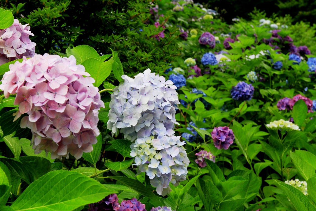 梅雨の谷間に紫陽花鑑賞 山田池公園 あじさい園 寝屋川 枚方 交野 大阪 の旅行記 ブログ By みにくまさん フォートラベル 梅雨の谷間に紫陽花鑑賞 山田池公園 あじさい園 寝屋川 枚方 交野 大阪 の旅行記 ブログ By みにくまさん フォートラベル