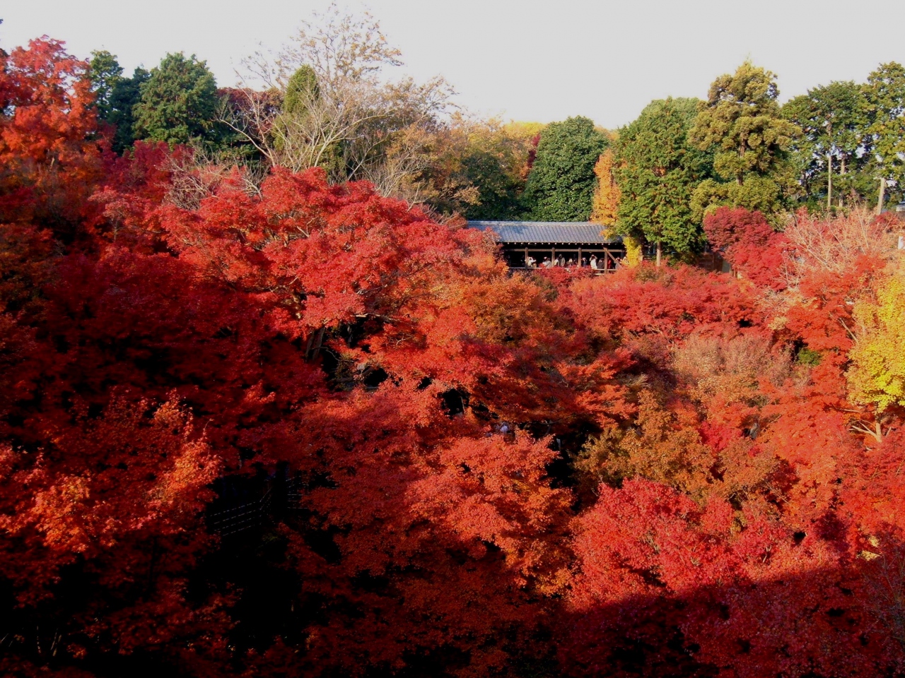 京都の紅葉中盤戦 京都の旅行記 ブログ By Ken Kenさん フォートラベル