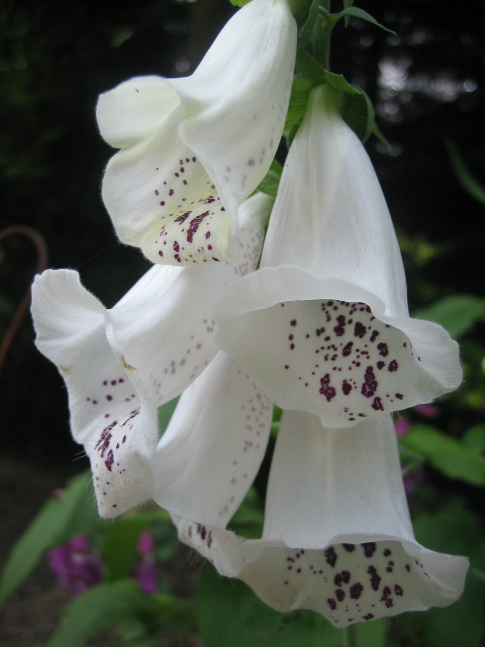 花ざんまい ７月の百合が原公園 世界の庭園編 札幌 北海道 の旅行記 ブログ By 背包族さん フォートラベル