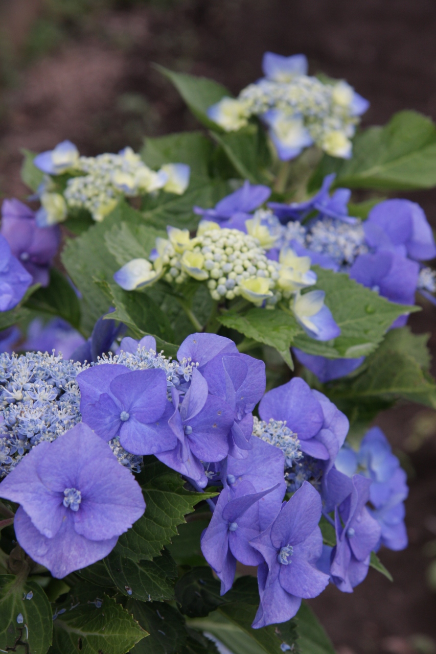 小手指の夏の花 ミニ トマト料理3品 14追加版 Summer Flowers In Kotesashi 所沢 埼玉県 の旅行記 ブログ By Yamada423さん フォートラベル 小手指の夏の花 ミニ トマト料理3品 14追加版 Summer Flowers In Kotesashi 所沢 埼玉県 の旅行記 ブログ By Yamada423さん フォートラベル