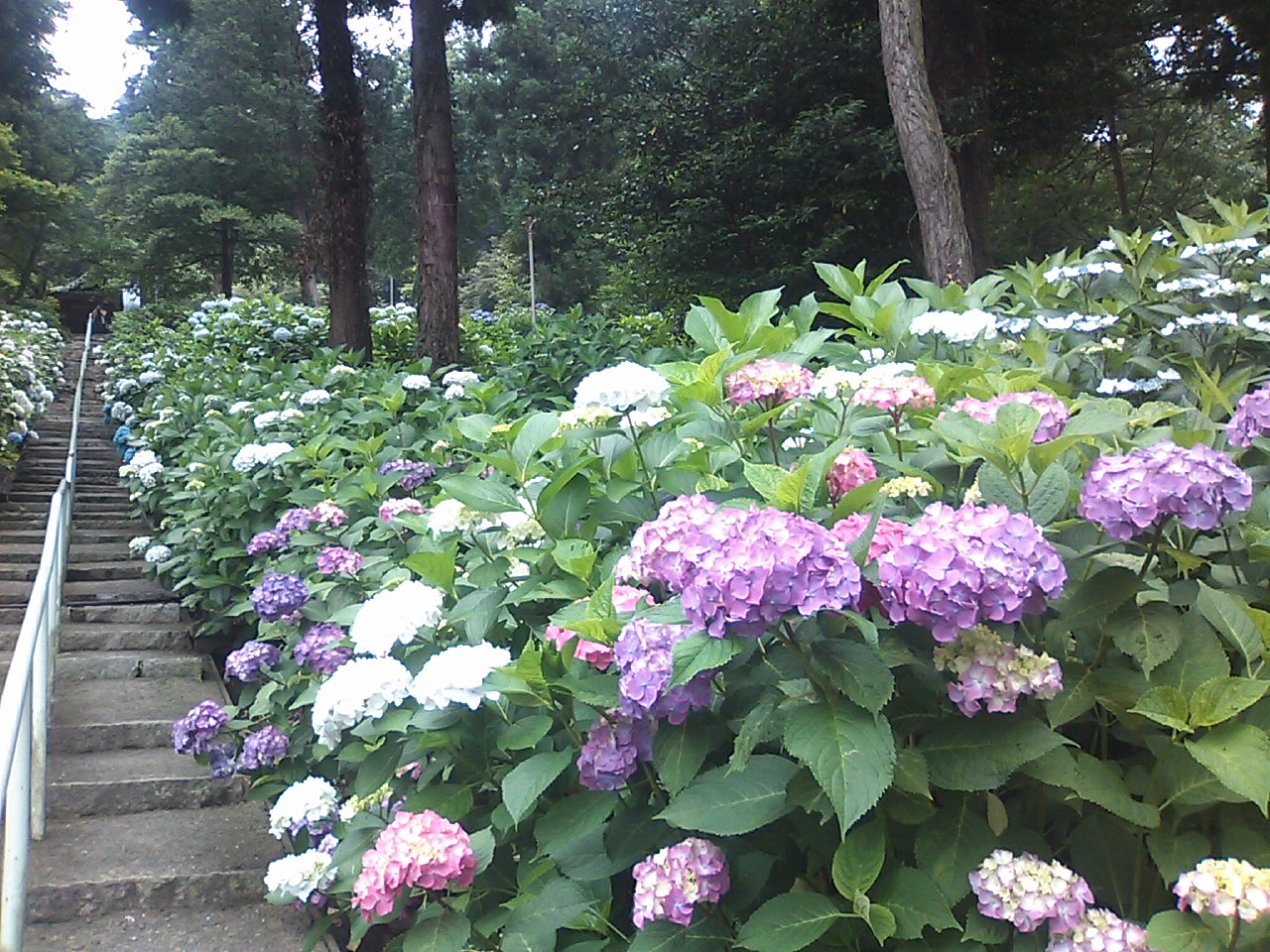 吉備津神社 隠れた名所 あじさい園 岡山市 岡山県 の旅行記 ブログ By 五月雨apricotさん フォートラベル