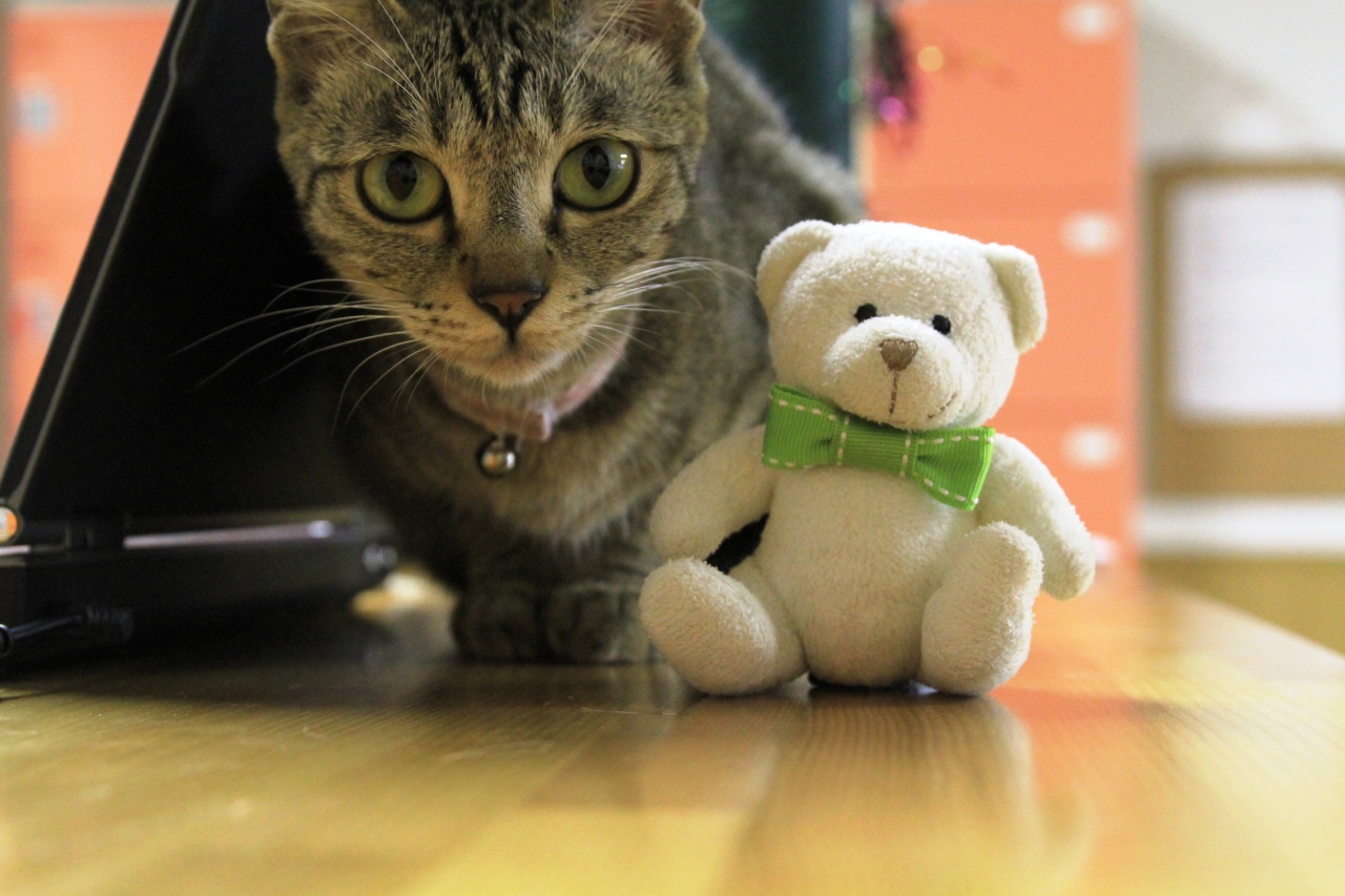 やっと撮れたよ 猫ジャンプ 猫カフェ ねこ会議 ２回目 二条 烏丸 河原町 京都 の旅行記 ブログ By みにくまさん フォートラベル