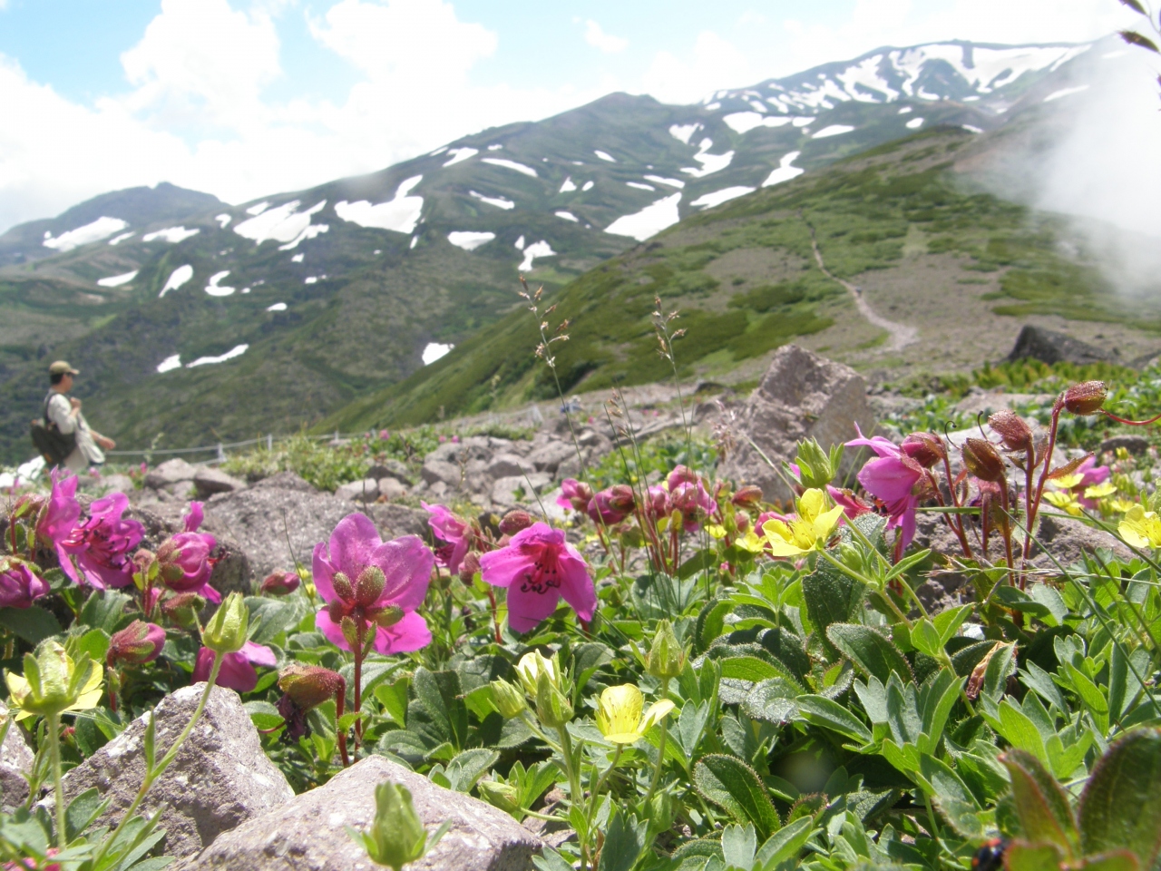 10年７月 大雪山 天上の楽園 日帰りトレッキング ３日 ２日目 黒岳も花花花 山山山 そして笑い 層雲峡 北海道 の旅行記 ブログ By ツーリスト今中さん フォートラベル