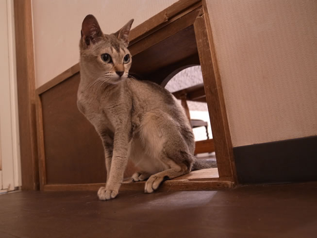 御殿場アウトレットとナイトサファリ！で夏を楽しむの巻』御殿場(静岡 