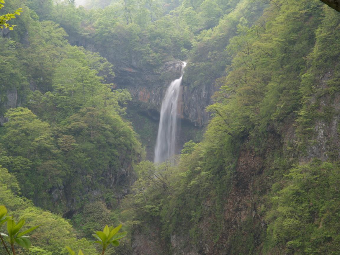 富山 新潟 長野 群馬 滝めぐり 湯めぐり 花めぐり 滝メグラーが行く９５ 日本の滝百選 惣滝でニホンカモシカの赤ちゃんと出会いました 新潟県妙高市 赤倉 関 燕 新潟県 の旅行記 ブログ By Gotochanさん フォートラベル