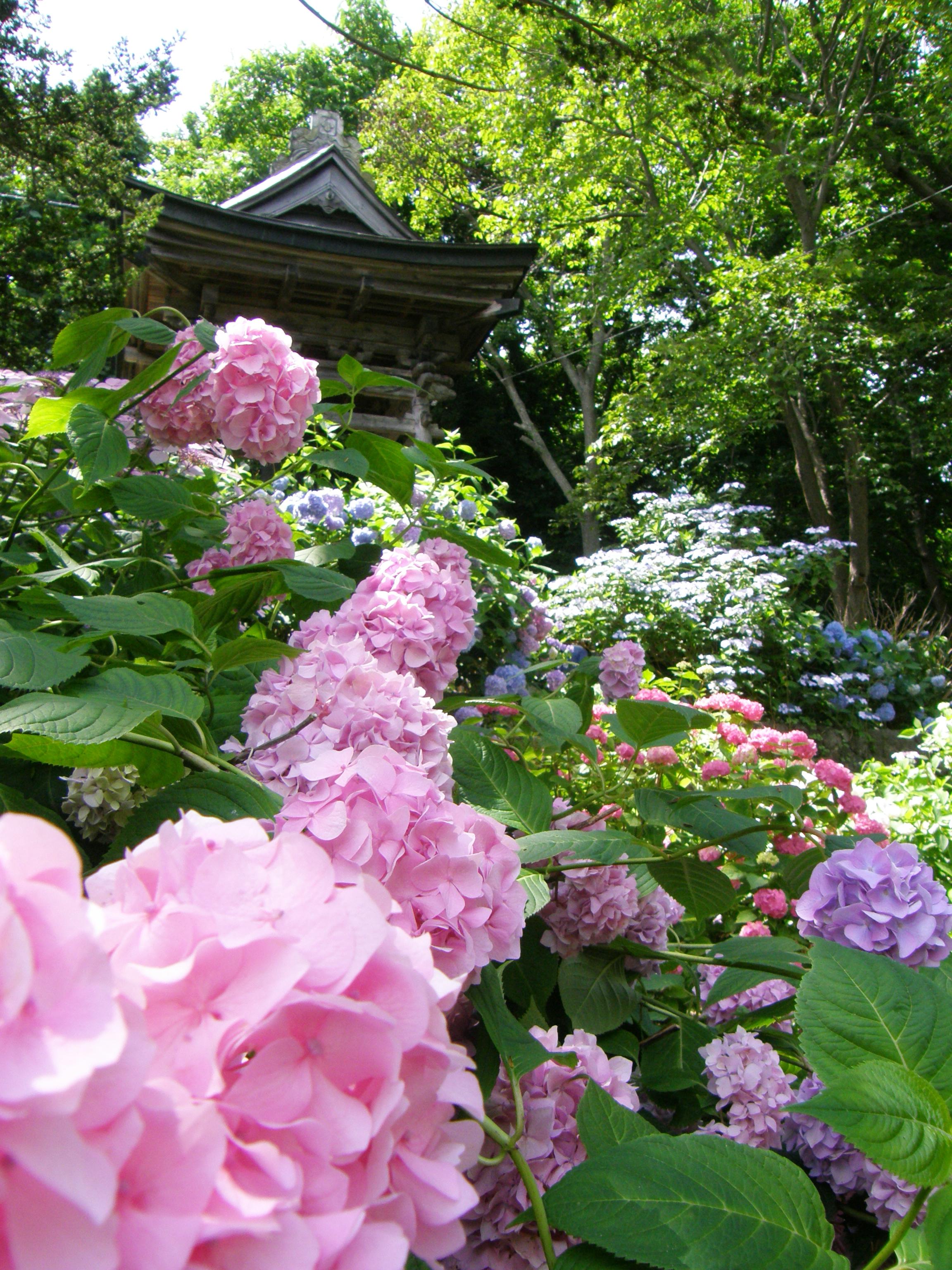 伊達有珠善光寺の紫陽花 伊達 北海道 の旅行記 ブログ By こざくらさん フォートラベル