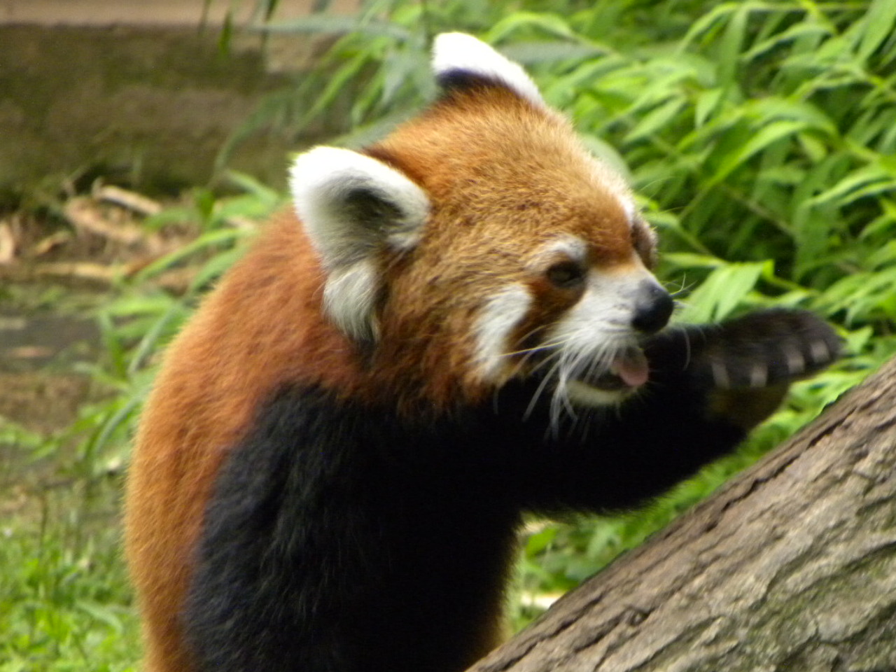 真夏のレッサーパンダ紀行 1 江戸川区自然動物園 葛西 東京 の旅行記 ブログ By Jilllucaさん フォートラベル 真夏のレッサーパンダ紀行 1 江戸川区自然動物園 葛西 東京 の旅行記 ブログ By Jilllucaさん フォートラベル