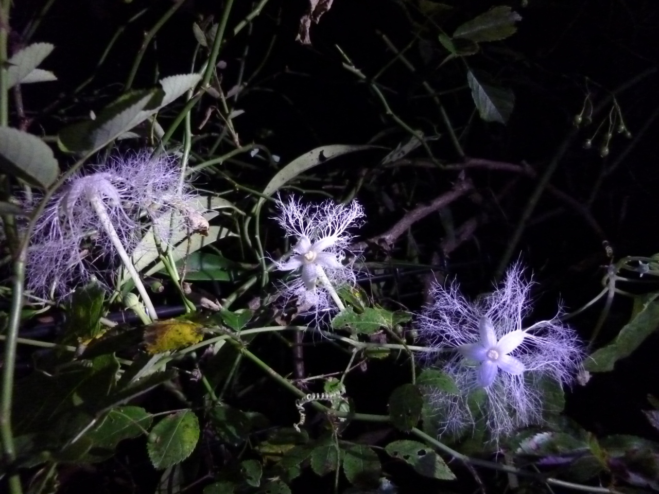 10年の夏 夜に咲く花を楽しむ 夜の植物園 高知県立牧野植物園 高知市 高知県 の旅行記 ブログ By Ntkj62さん フォートラベル