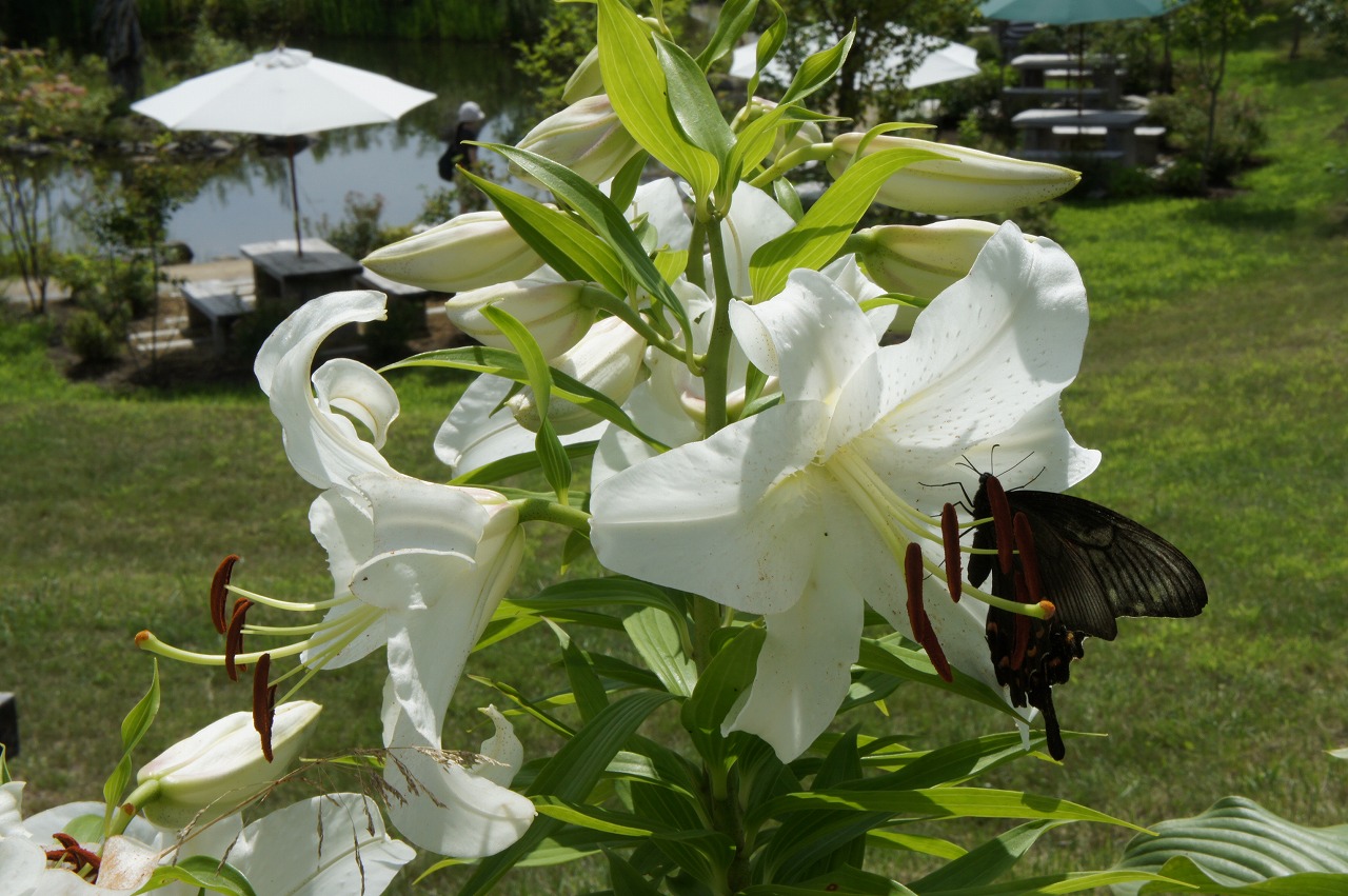 花ざんまい 銀河庭園 In えこりん村編 北広島 恵庭 北海道 の旅行記 ブログ By 背包族さん フォートラベル