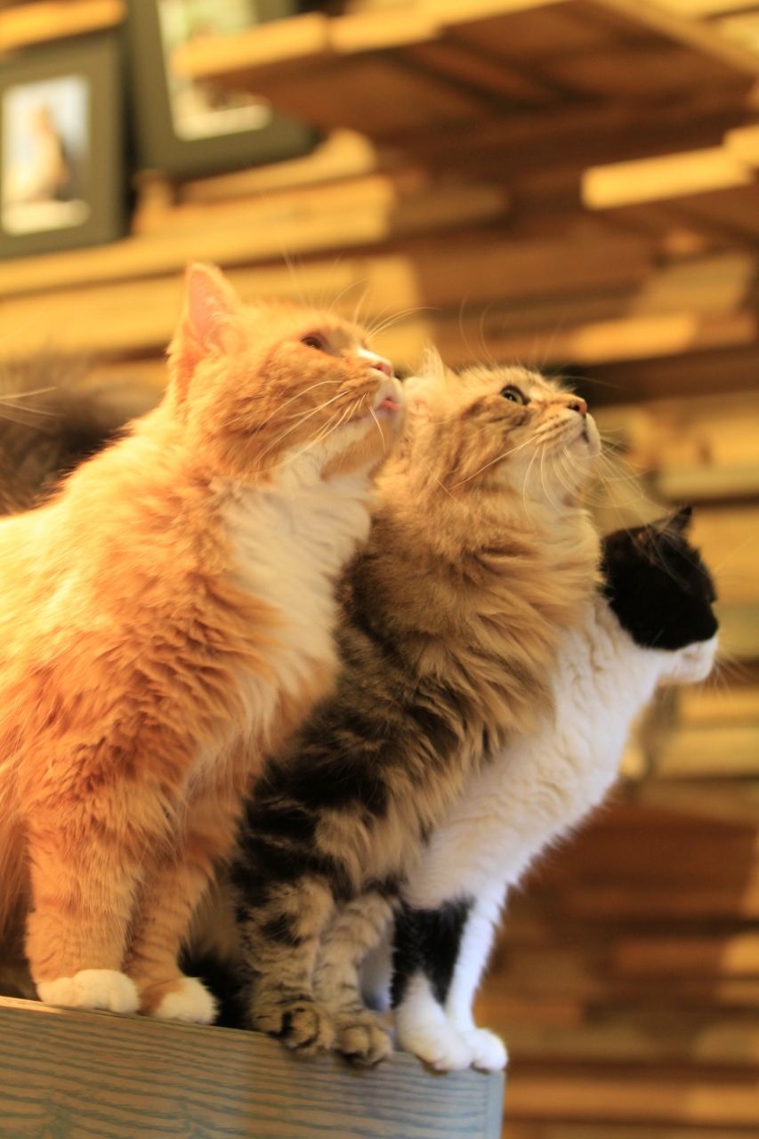 Cafe With Many Cats 猫の時間 アメリカ村店 ミナミ 難波 天王寺 大阪 の旅行記 ブログ By みにくまさん フォートラベル