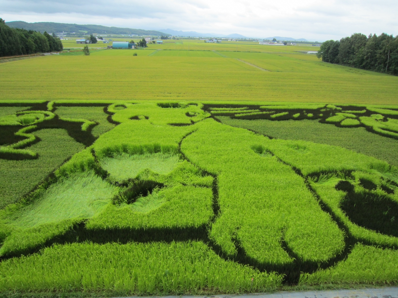 茨城から妹が帰省 3泊4日道東の実家へ 水田に巨大な絵 田んぼアート2010の巻 旭川 北海道 の旅行記 ブログ By きーちゃんさん フォートラベル