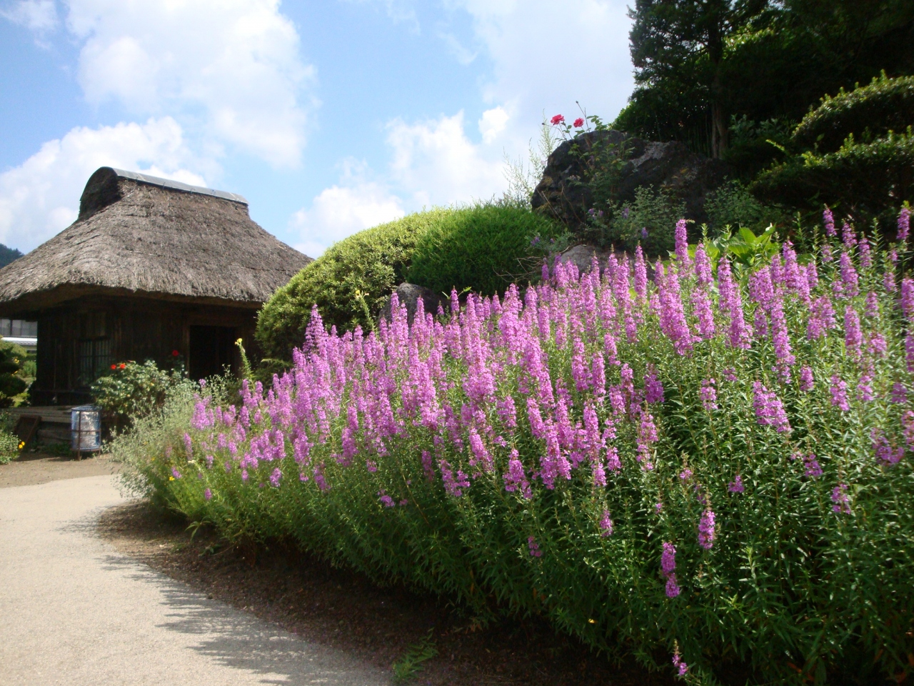 涼しさ求め忍野八海に 忍野 山梨県 の旅行記 ブログ By Tyatyaさん フォートラベル