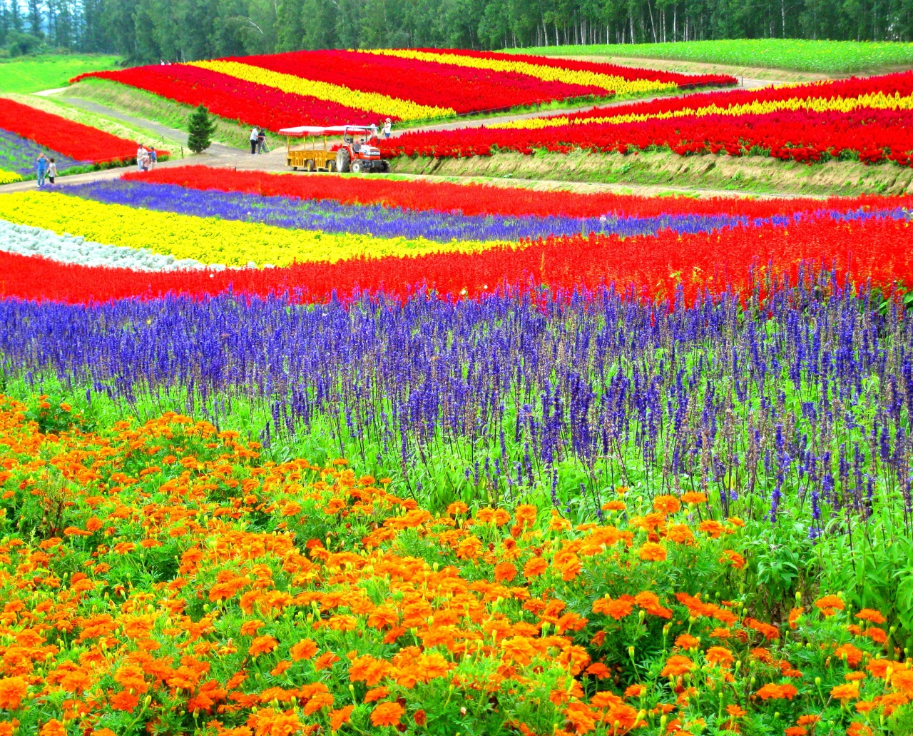 夏がすぎ風あざむ北海道 花模様 美瑛 美瑛 びえい 北海道 の旅行記 ブログ By Motoさん フォートラベル