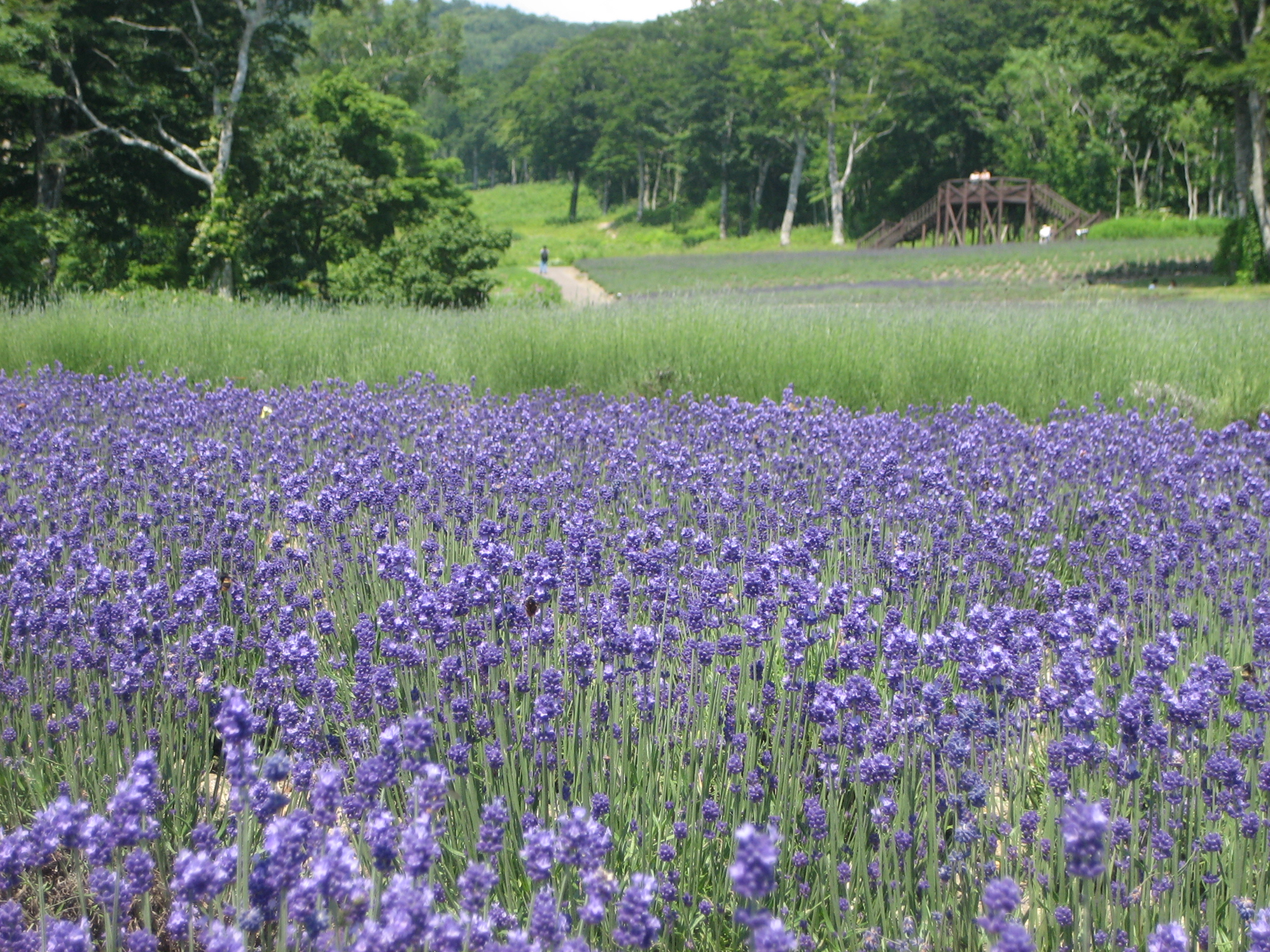 青春１８きっぷで たんばらラベンダーパークへ 沼田 群馬県 の旅行記 ブログ By K2さん フォートラベル