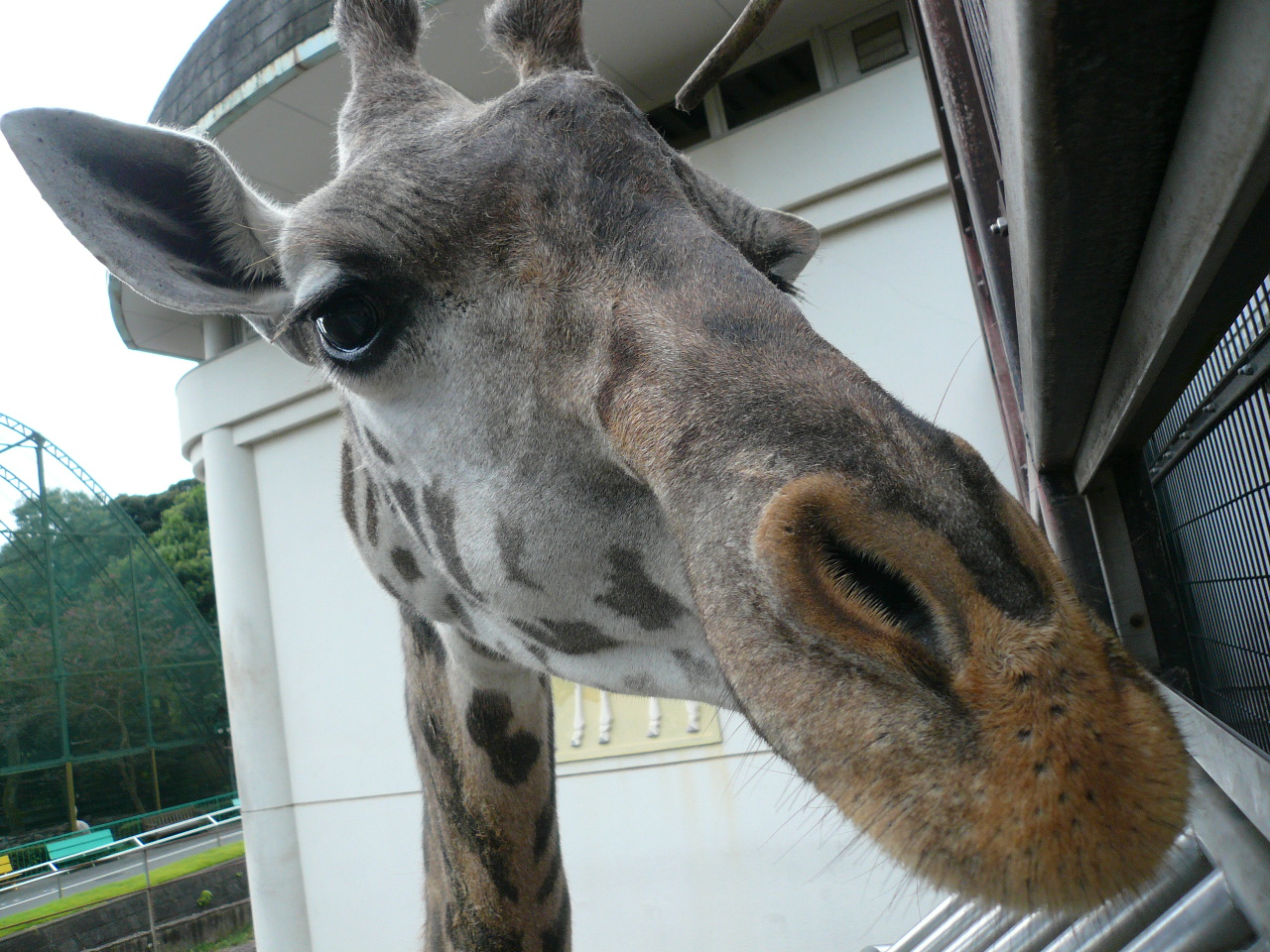 またまた行っちゃった日本平動物園 静岡市 葵区 駿河区 静岡県 の旅行記 ブログ By Candycandyさん フォートラベル またまた行っちゃった日本平動物園 静岡市 葵区 駿河区 静岡県 の旅行記 ブログ By Candycandyさん フォートラベル