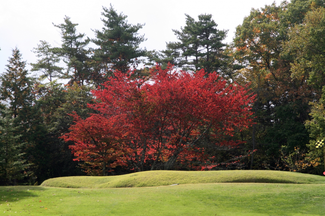 プリンスランドゴルフクラブ 紅葉チョット 10月 10 嬬恋 北軽井沢 群馬県 の旅行記 ブログ By Rockyさん フォートラベル