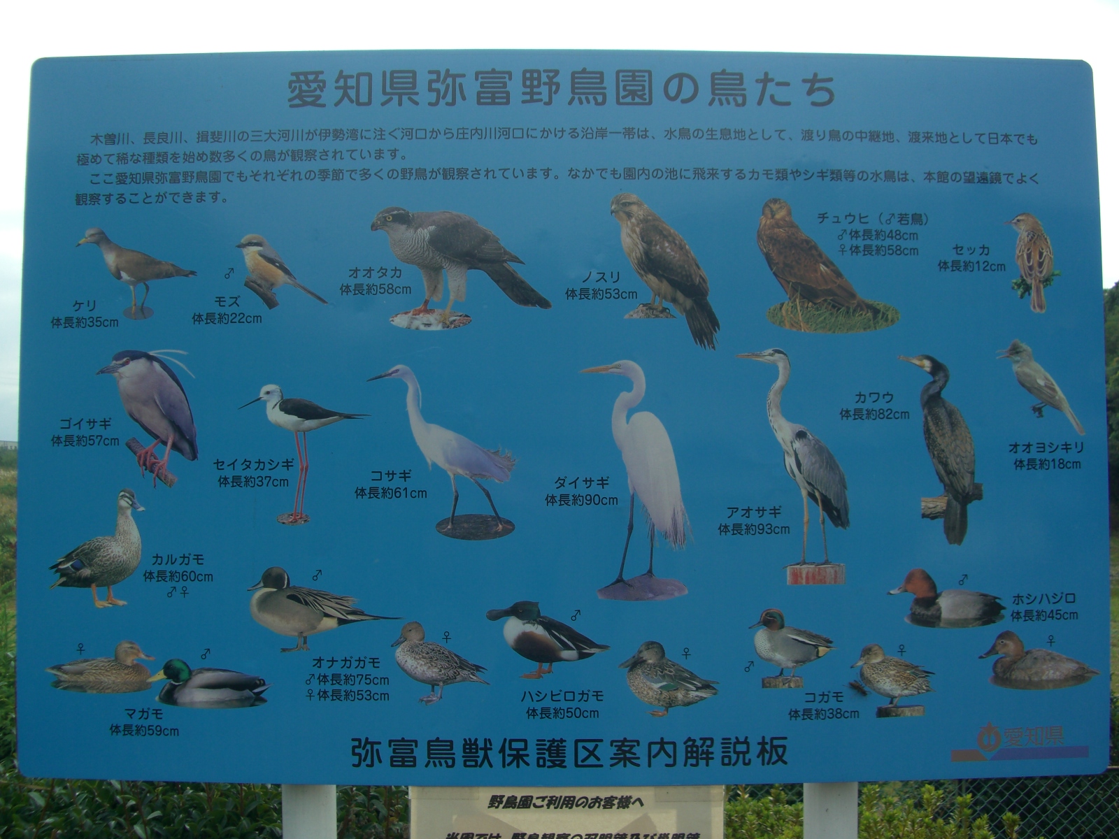 弥富野鳥園で野鳥観察 名古屋港 愛知県 の旅行記 ブログ By ワンピースさん フォートラベル 弥富野鳥園で野鳥観察 名古屋港 愛知県 の旅行記 ブログ By ワンピースさん フォートラベル