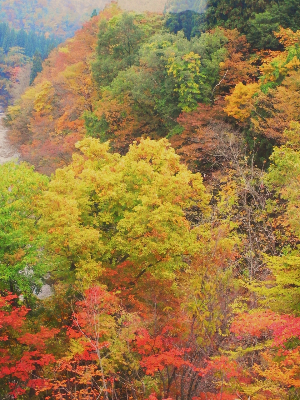 秋の紅葉巡り In 秋田 1 秋田内陸縦貫鉄道編 秋田県の旅行記 ブログ By Kittyさん フォートラベル