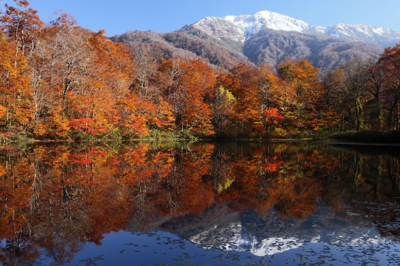 紅葉巡り 華やぐ刈込池 福井県の旅行記 ブログ By はーちゃん 休止中さん フォートラベル