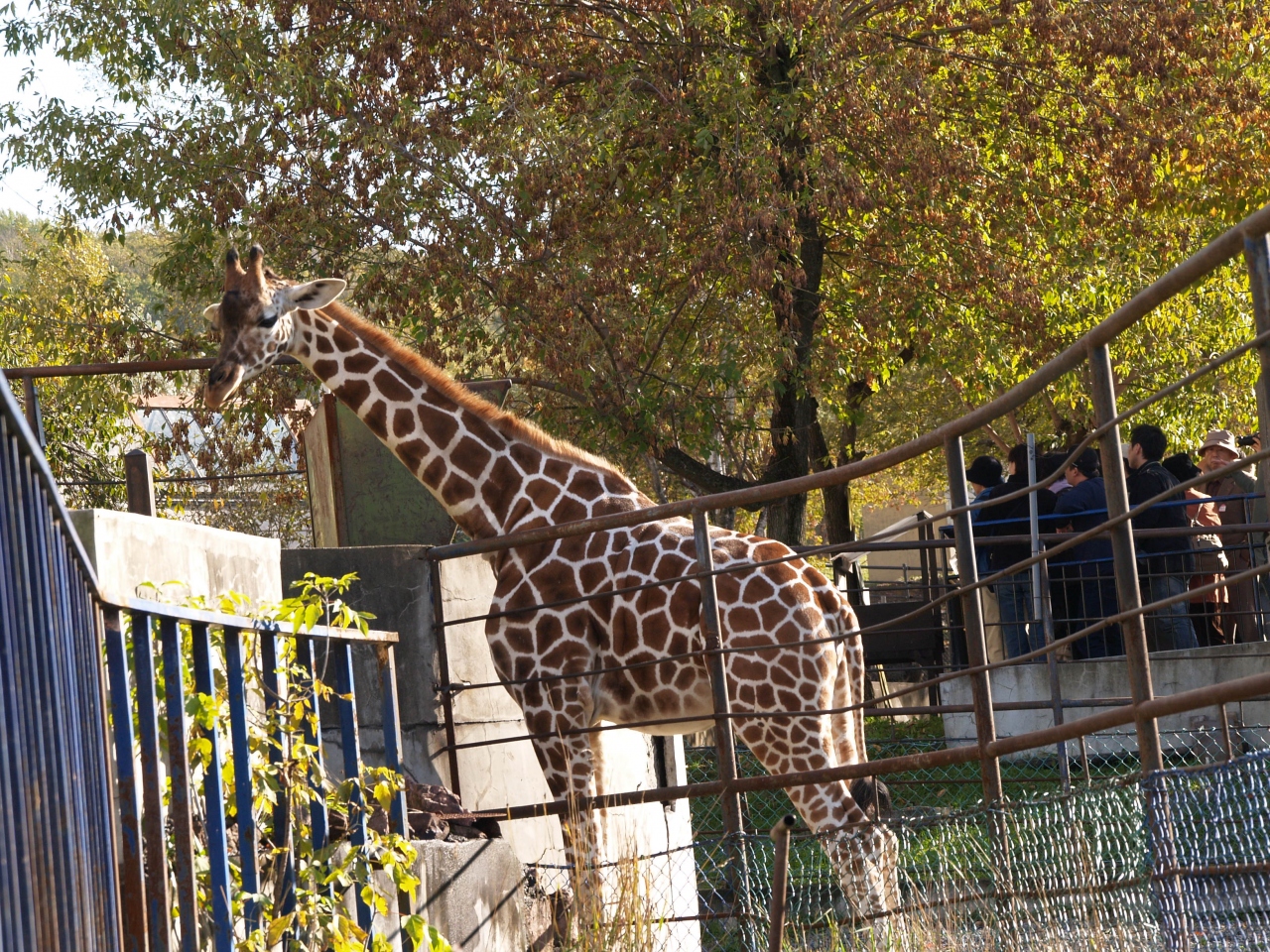 旭山動物園 総合動物舎 草食系 旭川 北海道 の旅行記 ブログ By ドクターキムルさん フォートラベル