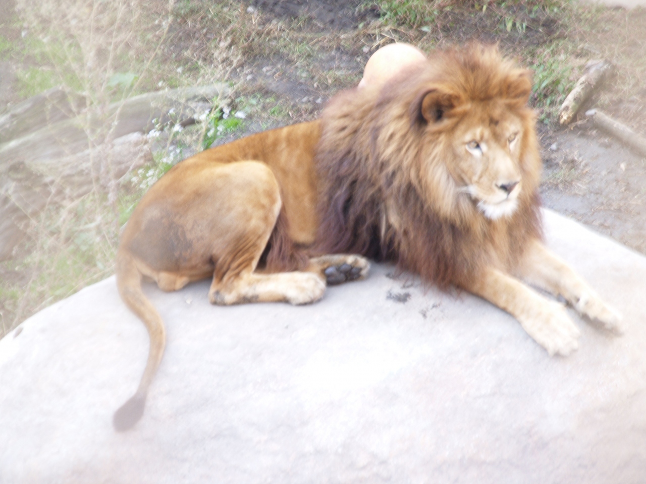 旭山動物園 もうじゅう館 旭川 北海道 の旅行記 ブログ By ドクターキムルさん フォートラベル