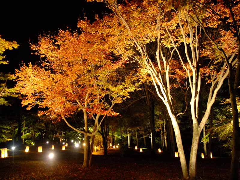 紅葉見ナイト 紅葉編 東松山 埼玉県 の旅行記 ブログ By おんさん フォートラベル