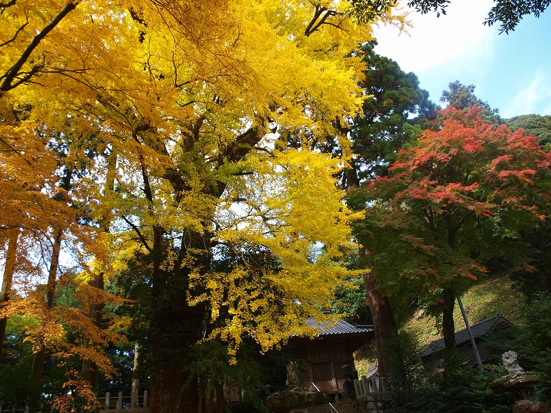 黄金色に輝く雷山神社の大銀杏 糸島市 前原 福岡県 の旅行記 ブログ By Chantyyukiさん フォートラベル 黄金色に輝く雷山神社の大銀杏 糸島市 前原 福岡県 の旅行記 ブログ By Chantyyukiさん フォートラベル