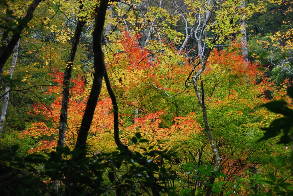 紅葉を求めて 蘇陽峡から高千穂峡へ 高千穂 五ヶ瀬 宮崎県 の旅行記 ブログ By Liberty Libertyさん フォートラベル