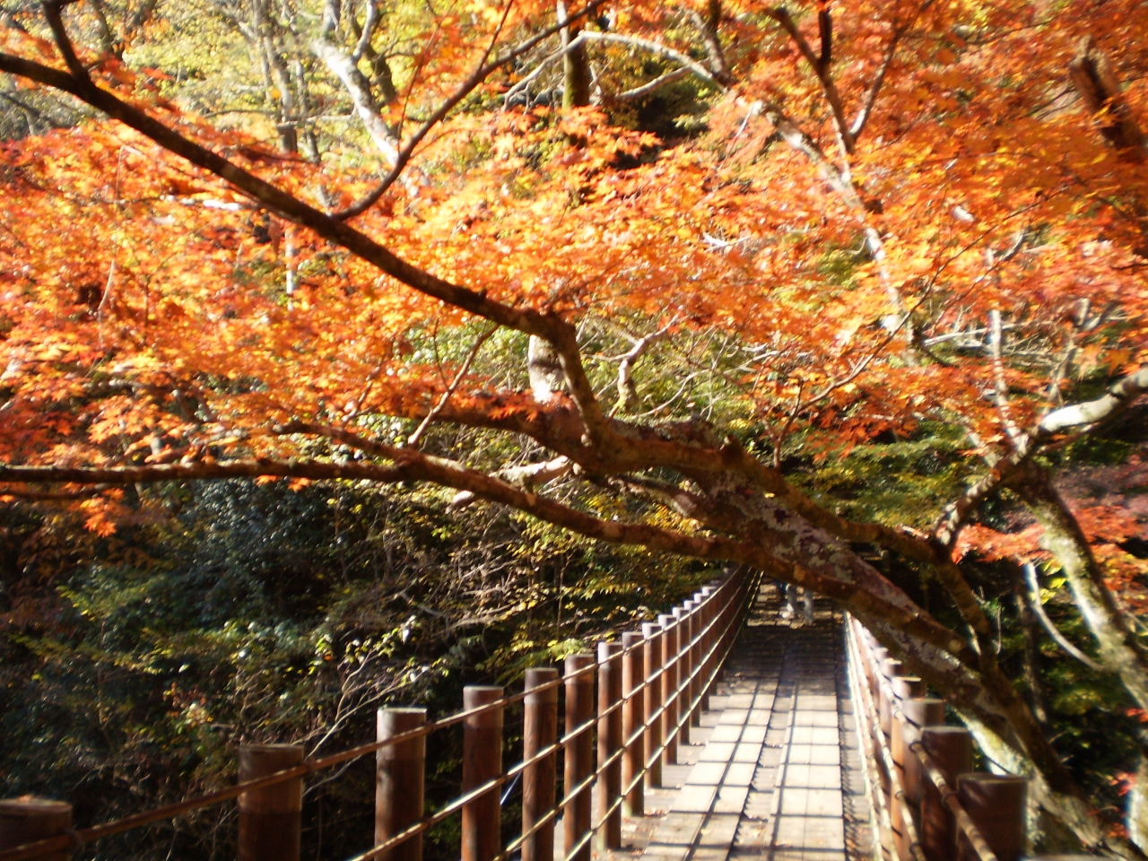 北茨城日帰り紅葉めぐり 大子 袋田温泉 茨城県 の旅行記 ブログ By Teruzoさん フォートラベル