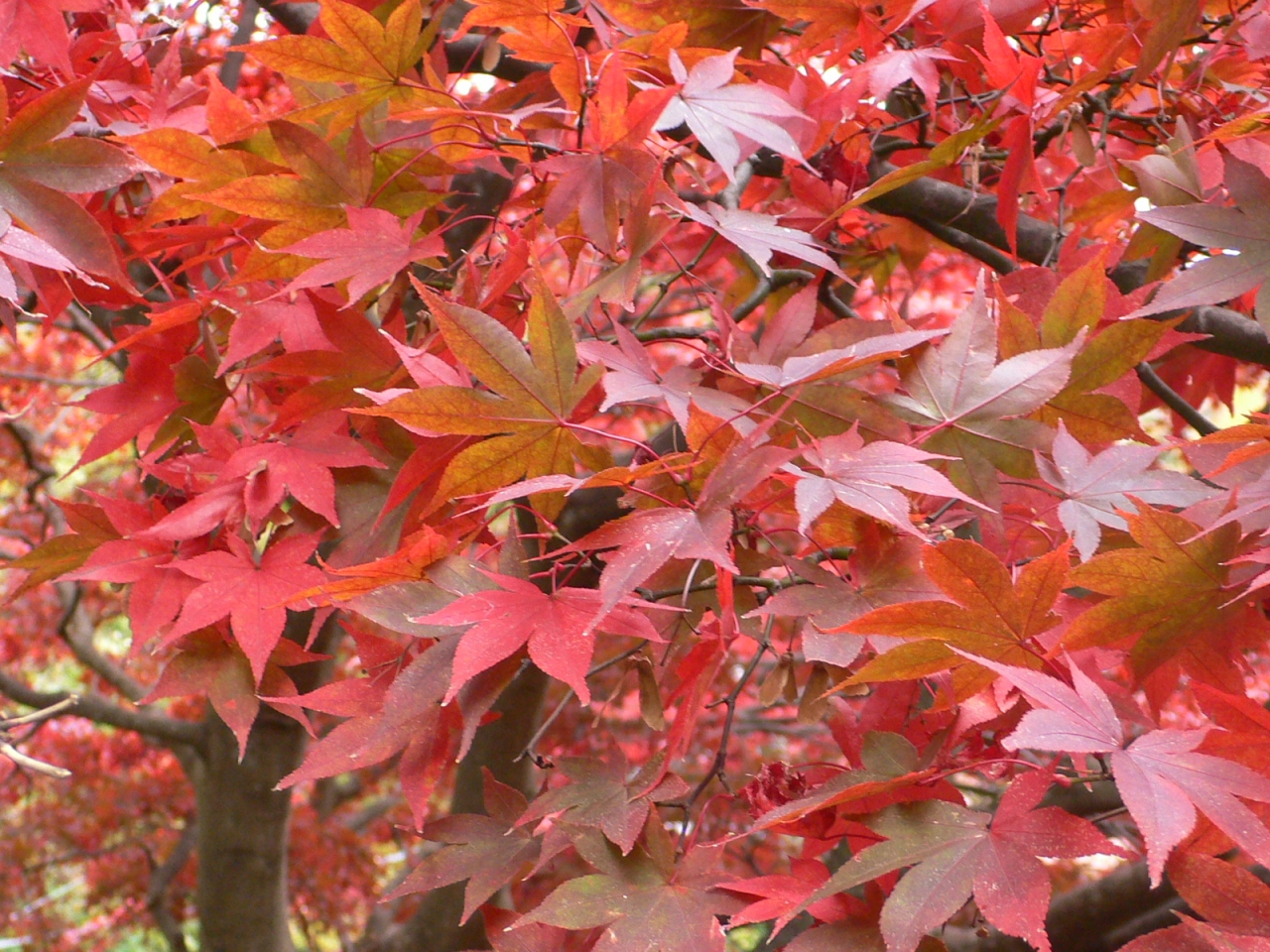 日帰り散歩 10年以上ぶりの大山 大山寺の紅葉が見頃 丹沢 大山 神奈川県 の旅行記 ブログ By 冷風扇さん フォートラベル