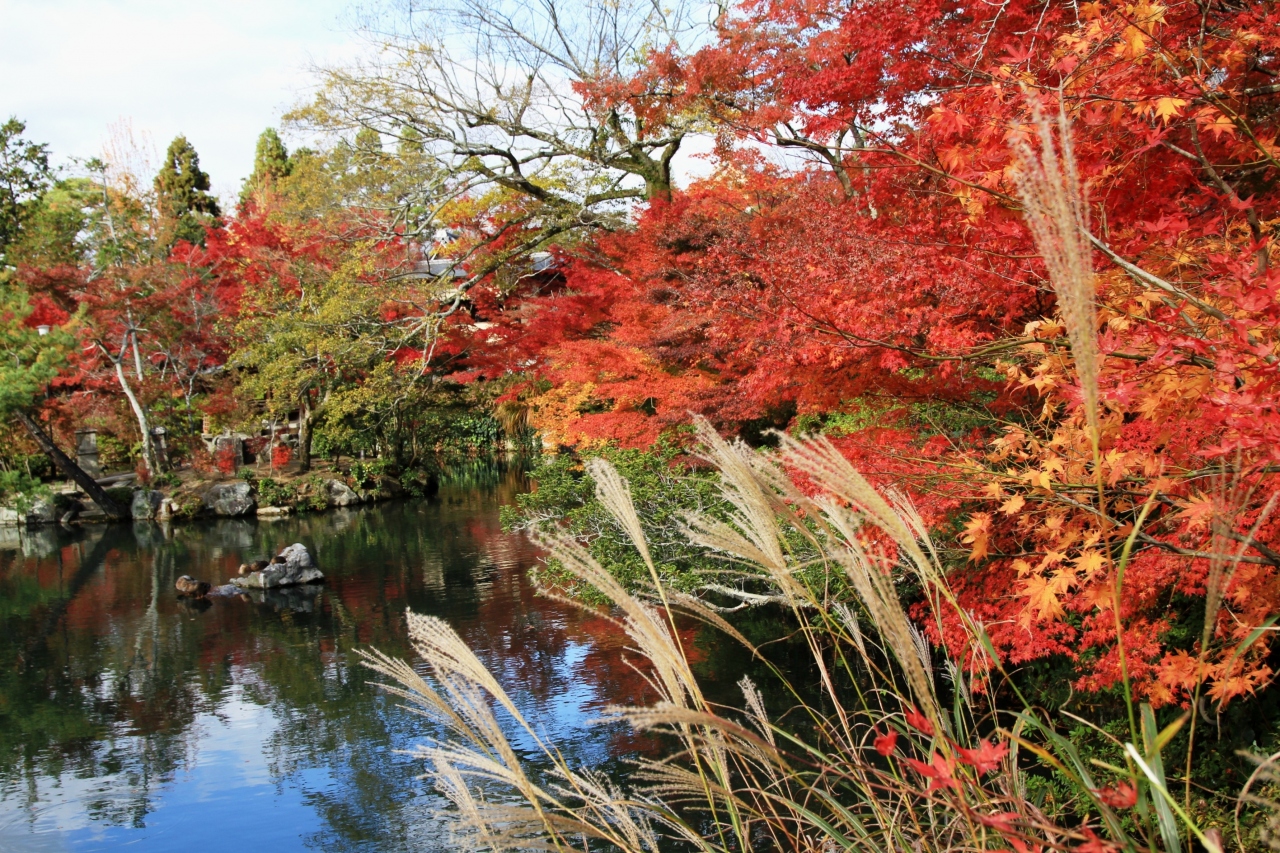 京都紅葉10 モミジの永観堂 禅林寺 東山 祇園 北白川 京都 の旅行記 ブログ By みにくまさん フォートラベル