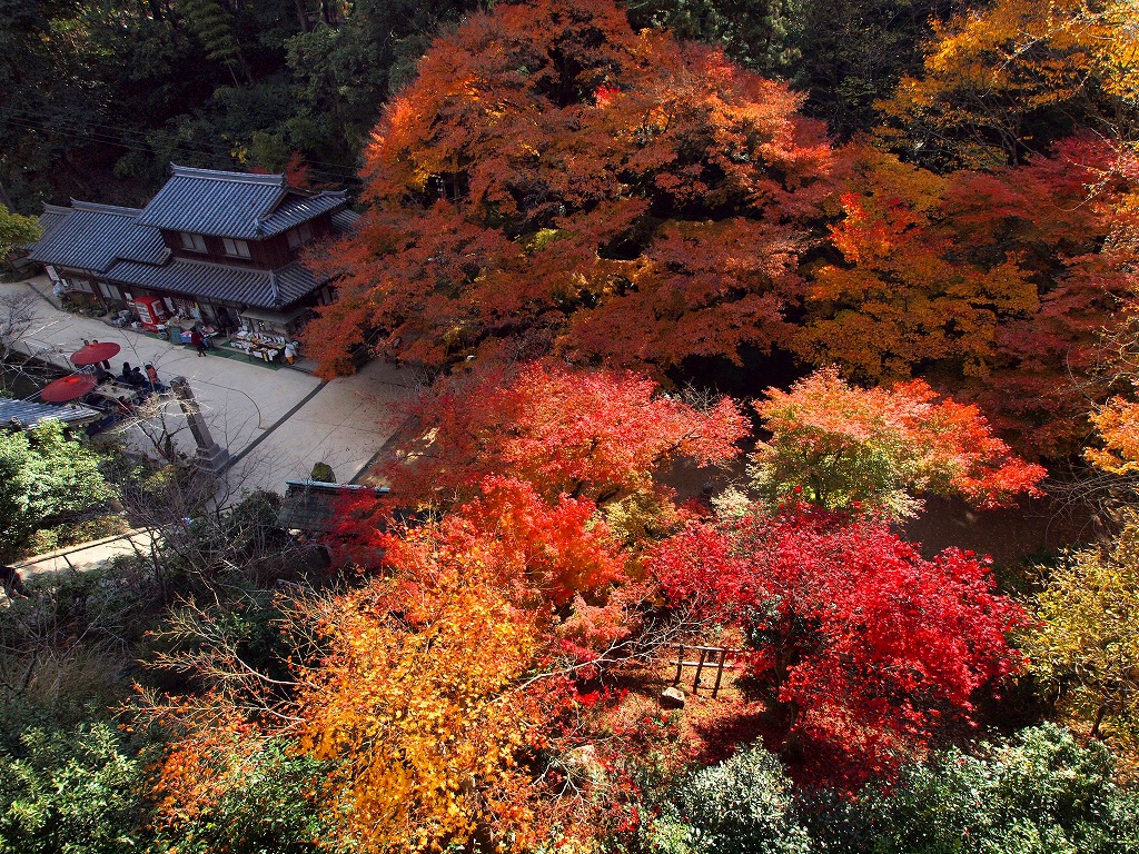 姫路城周辺の紅葉 書写山の見事な紅葉を楽しむ旅 ２０１０年 姫路 兵庫県 の旅行記 ブログ By ４人目のふーさん フォートラベル