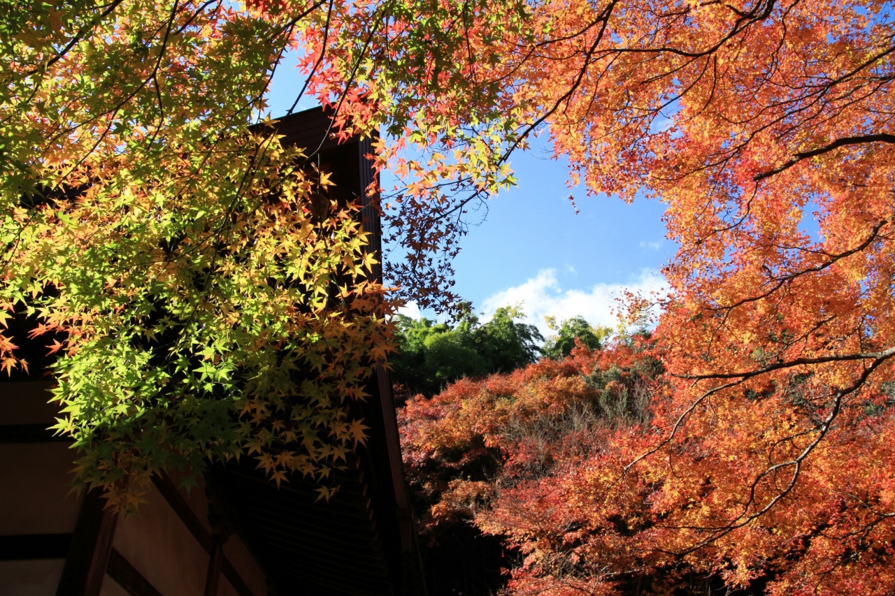 京都紅葉10 涼しげな竹林と紅葉のコラボ 地蔵院 竹の寺 嵐山 嵯峨野 太秦 桂 京都 の旅行記 ブログ By みにくまさん フォートラベル