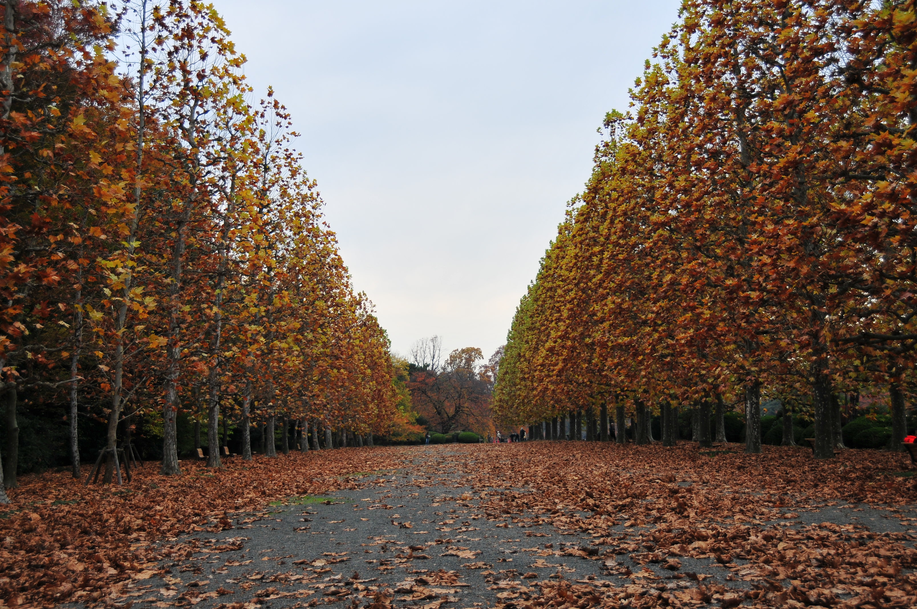 都会の秋景色 新宿御苑 新宿 東京 の旅行記 ブログ By 旅人１２１さん フォートラベル