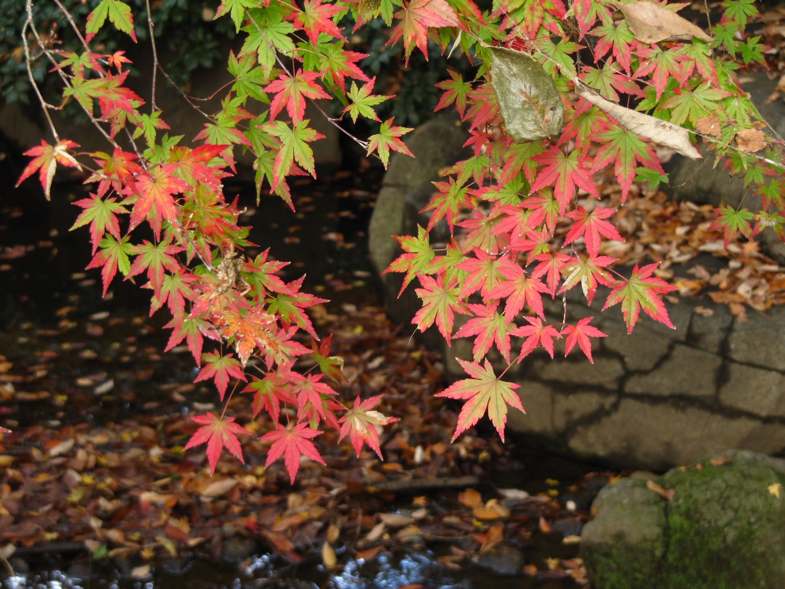 しっとりと錦秋の森林公園を愛でる 1 下半身が豊かな紅葉の木と落ち葉のサイクリングコースと血のように赤いモミジの日本庭園 東松山 埼玉県 の旅行記 ブログ By まみさん フォートラベル しっとりと錦秋の森林公園を愛でる 1 下半身が豊かな紅葉の木と落ち葉のサイクリングコースと血のように赤いモミジの日本庭園 東松山 埼玉県 の旅行記 ブログ By まみさん フォートラベル
